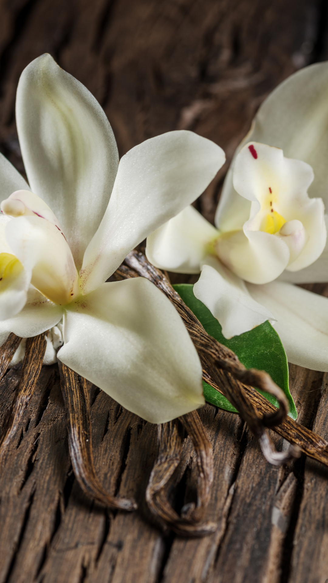 Vanilla Whipped Body Butter