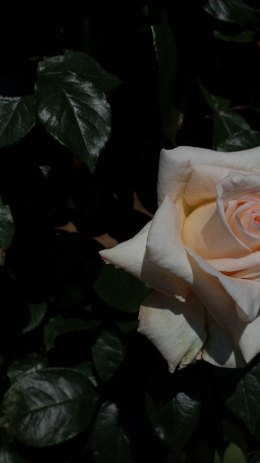 Rose & Vanilla Whipped Body Butter